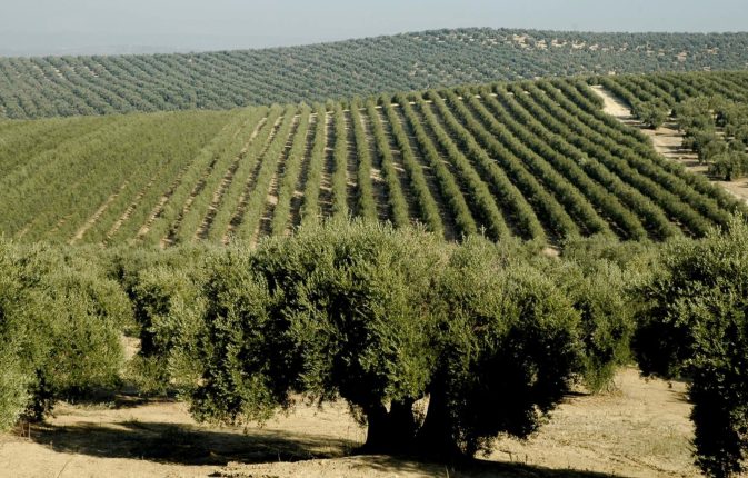 14 - 19 Mayıs 2025 Expoliva Fuarı ve Endülüs Turu